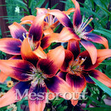 100 Seeds Per Pack - 20 Colors Lily Seeds By Mesprout